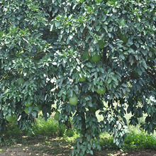 �Fժ�����~ȥ�ޚ� �_�\�D�\���w�¾��۸� 50���Ϙ�Gɫ���r��֦�~