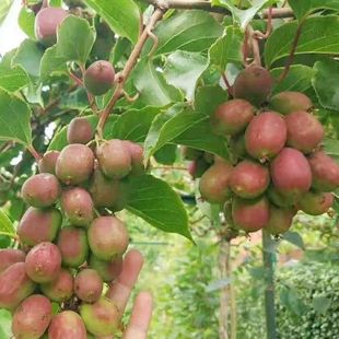 ܛ���J���Ҙ���Ǥ���箔��Y���������ګJ������������ȫ�¿�