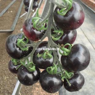 �M�ںڷ��ѷN�������ڌ�ʯ���t���N��ˮ����ͥ�ˈ@���������߲���