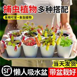 捕蝇草植物盆栽猪笼草驱蚊绿植物捕虫趣味食虫草懒人好养室内桌面