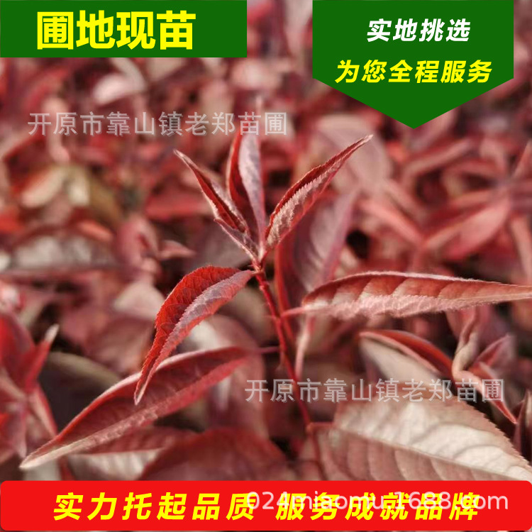 东北密枝红叶李 彩叶工程苗园林绿化树苗 全程一站式服务圃地批发