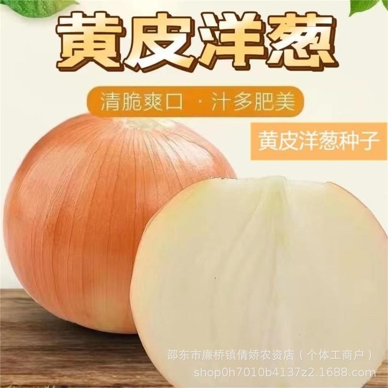 Yellow-Skinned Onion Seeds, Onion Seed Bulbs, Special-Shaped Onion Seeds, Early-Maturing High-Yield Vegetable Seeds Collection