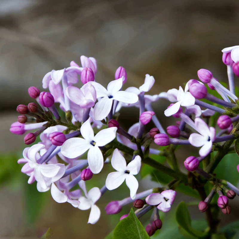 Недавно выбранные семена сирени семена сиреневого дерева Сирень Белая Сирень Цветочная Сирень семена
