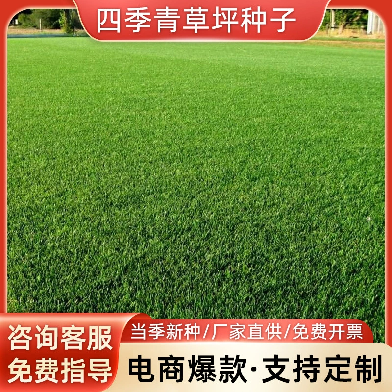 Семена газонных трав, семена черного сорняка, семена четырехсезонного лугового травника, семена высококачественной люцерны для зеленых насаждений, не требующие ухода семена для газонов.