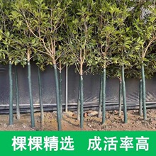 ͹𻨘S𵤹ͥԺeֲͺļG