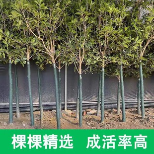 ���͹𻨘�������S��𵤹�ͥԺ�e����������ֲ���ͺ��ļ���G��