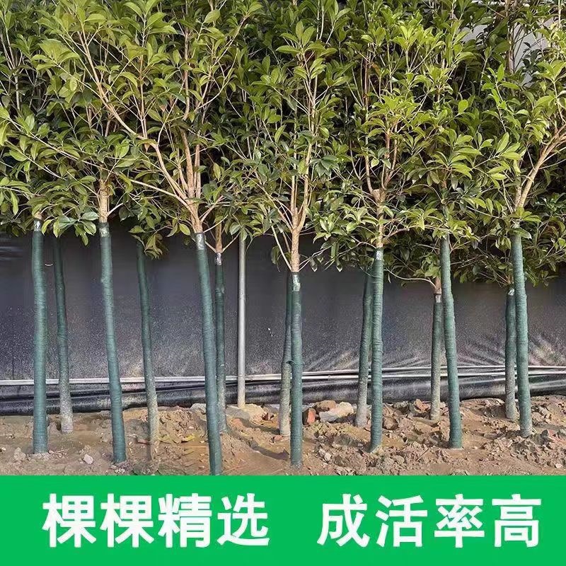 大型桂花树苗八月黄金桂丹桂庭院别墅地栽盆栽植物耐寒四季桂绿化
