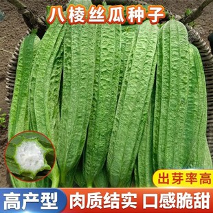 �˽���z����Ǵ���z�ϷN�Ӱ˽�ˮ���̨�ˈ@����ͥԺ�߲˷N����