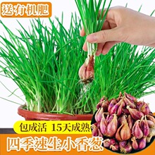 �ļ�С�[�N����С���[�N���̨�����[���߲��ݷN�^���[�[�t�[�^��