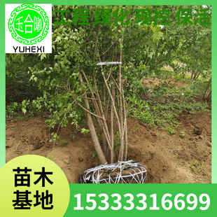 Clustered Tea Strip Maple, Multi-Branched Tea Strip Maple, Green Leafy Tree Species, Tea Strip Maple