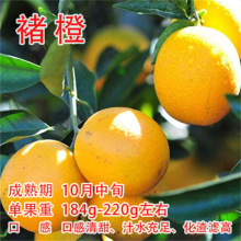 诸橙 树苖果树赣南脐橙红心冰糖橙当年结果南北方盆栽四季种植果