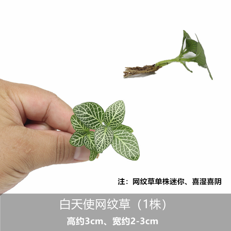 화이트 엔젤 망상 잔디 (1 식물)