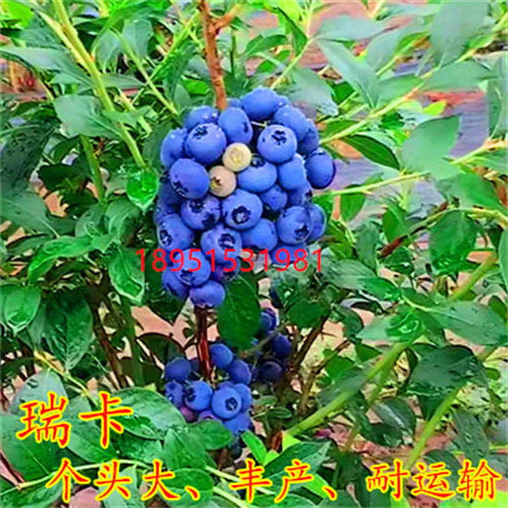 O1CN01gN9qqe2GM3IEuk9bT_!!2212