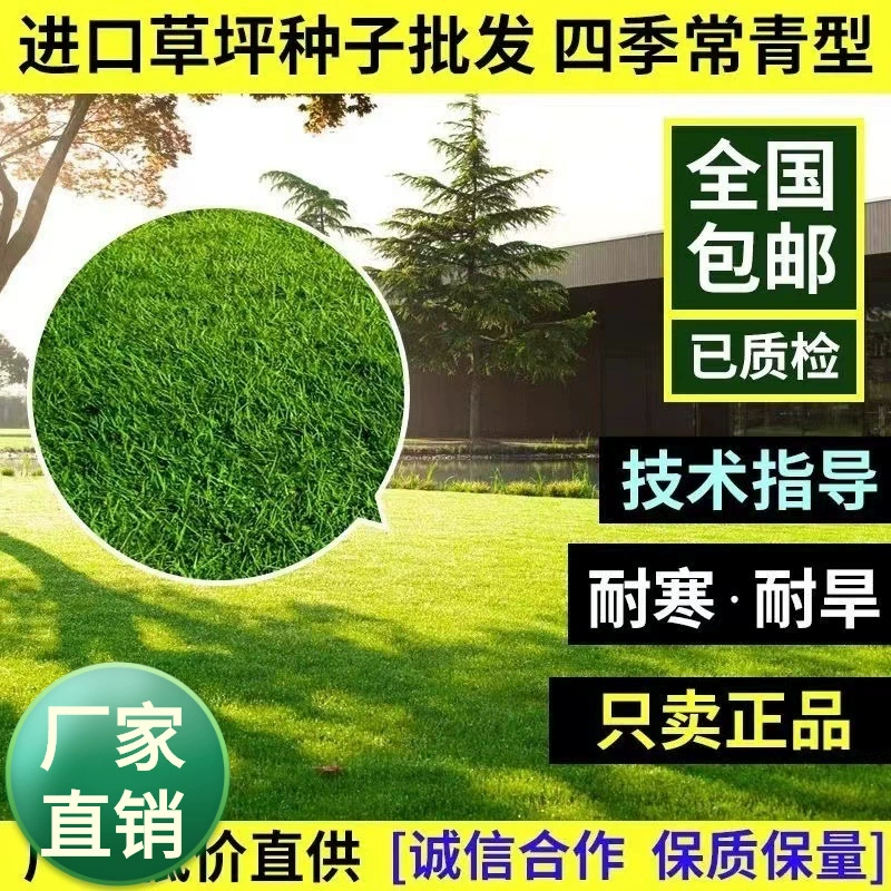 Семена газона Семена травы вечнозеленые