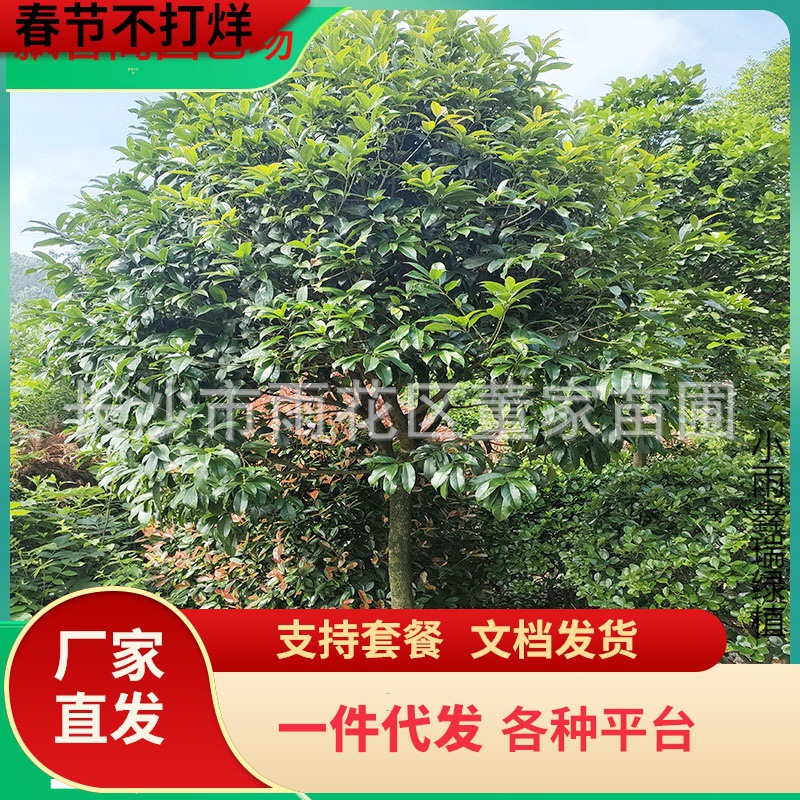 一件代发批发桂花 金桂树苗 绿化工程用苗 湖南8公分八月桂花树量