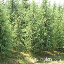 ѩɘѩ،ѩɘļе}QͥԺG