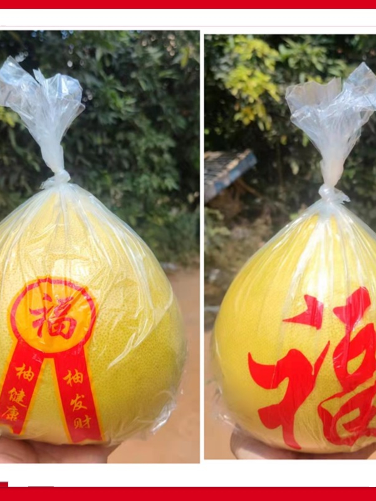 [No contiene pomelo] Embalaje tres carne roja pomelo Majia pomelo fresco azúcar cristalino Shatian pomelo Meizhou Golden Pomelo bolsa de regalo