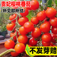 FҷѷNǧ}ŮN簫ˮt߲ѷN