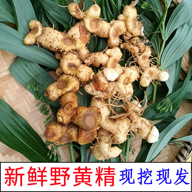 Wild Polygonatum Rhizome Huang Jing 1500g Whole Root for Soup and Herbal Wine overview