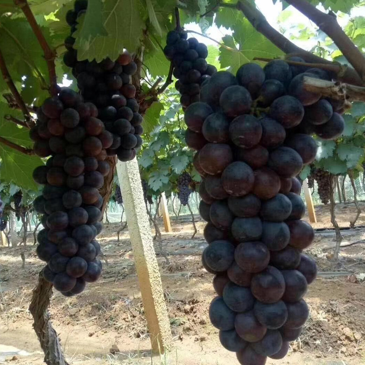 云南高原新鲜水果夏黑葡萄高端新鲜水果整串应季水果黑提夏黑葡萄