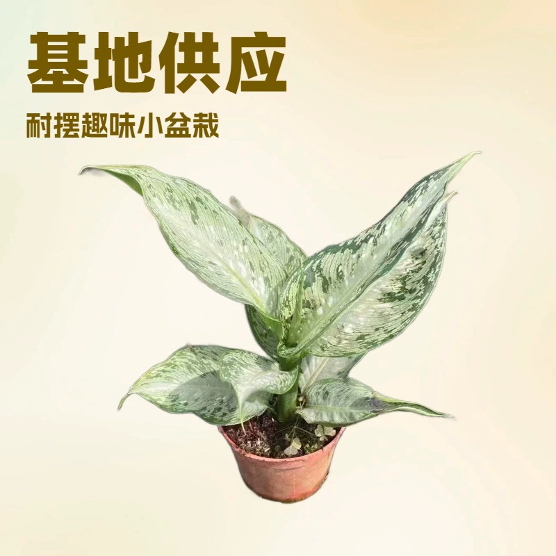 База специализируется на комнатных зеленых растениях в горшках, американском вечнозеленом снегопаде, небольших цветах в горшках для офиса и дома оптом.