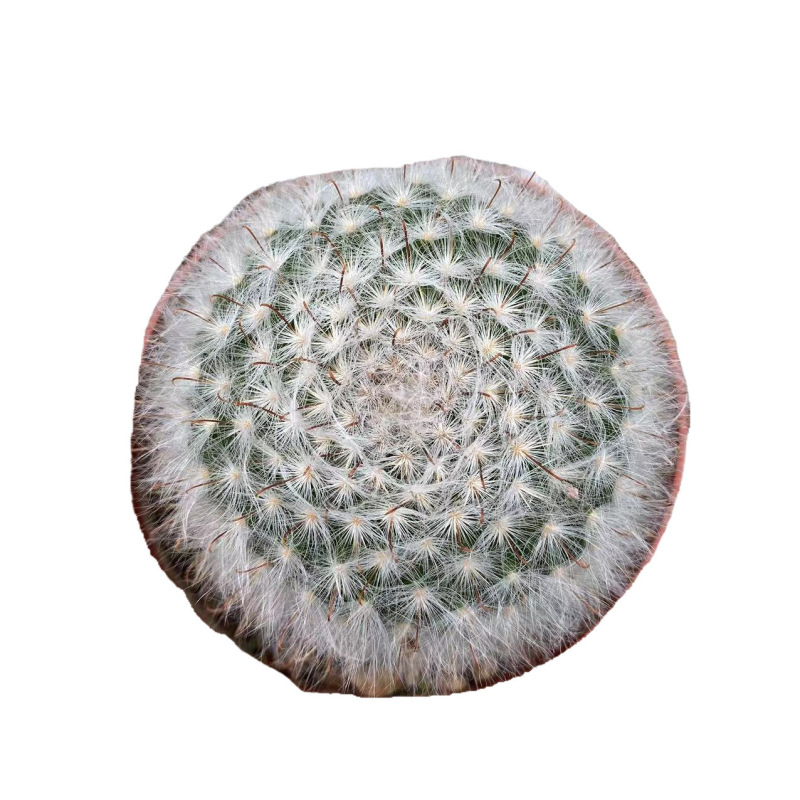 大仙人球コレクション、鉢植えの開花仙人掌、多肉植物、星兜瑞昌玉、玉龍鳳玉、玉翁|undefined