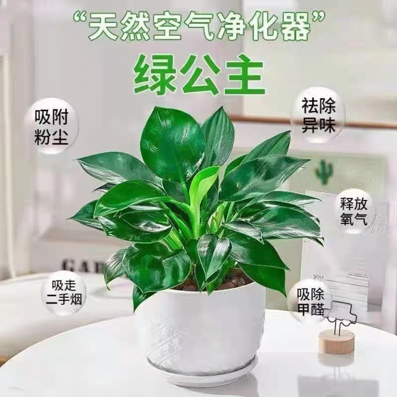 睡莲花苗水培水养水生花卉观花植物室内花绿植物盆栽庭院荷花根块 报价 阿里巴巴