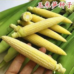 ���r���׹S�N����С���׷N���ļ����N�S�����۰��ȷN��