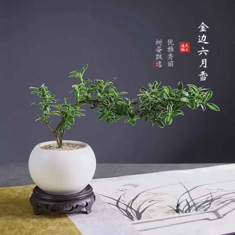 金縁の六月雪崖の形は盆栽植物を育てやすい、オフィスの緑の植物、小さな鉢植え、中国風のリビングルームの装飾品です。|undefined