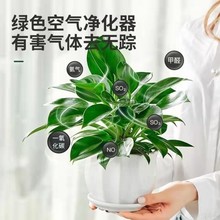 铂金钻盆栽绿萝箩花卉植物室内花水培绿植多肉好养发财树吸