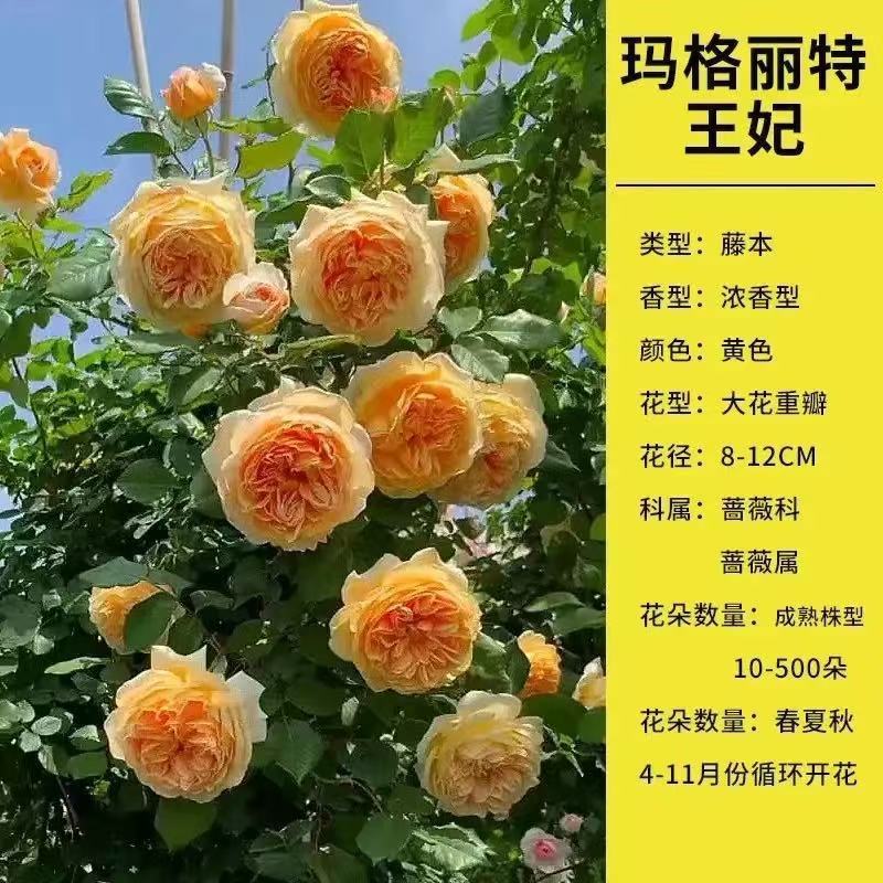 향기로운 큰 꽃 [이중 노란색] 공주 [사계절 꽃이 핀다]