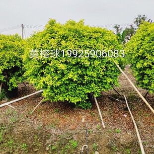 ���� �S���� 2.5-3�״� ��ֲ�� �S������ ��ɫ�~����