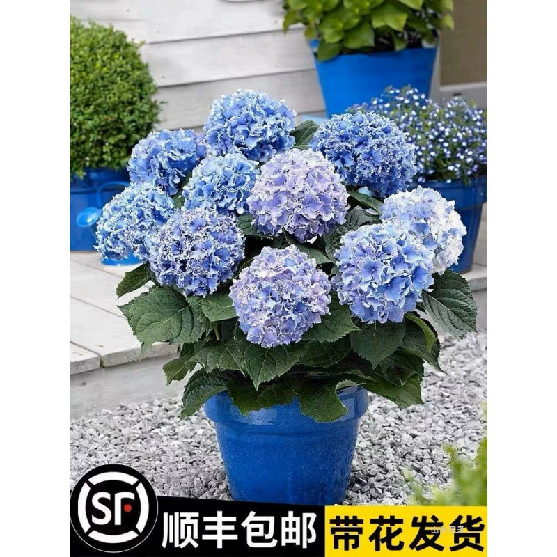 Саженцы гортензии бесконечные летние сезоны цветущие гортензии горшечные цветы с цветочным двориком Цветочные растения комнатные цветы с бутонами