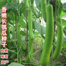 【瓢瓜种子】_瓢瓜种子品牌/图片/价格_瓢瓜种子批发_阿里巴巴