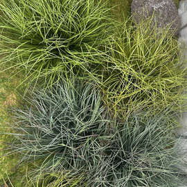 仿真草团蒲草地皮草狗尾芦苇草堆花室内庭院装扮假绿植软装苔藓