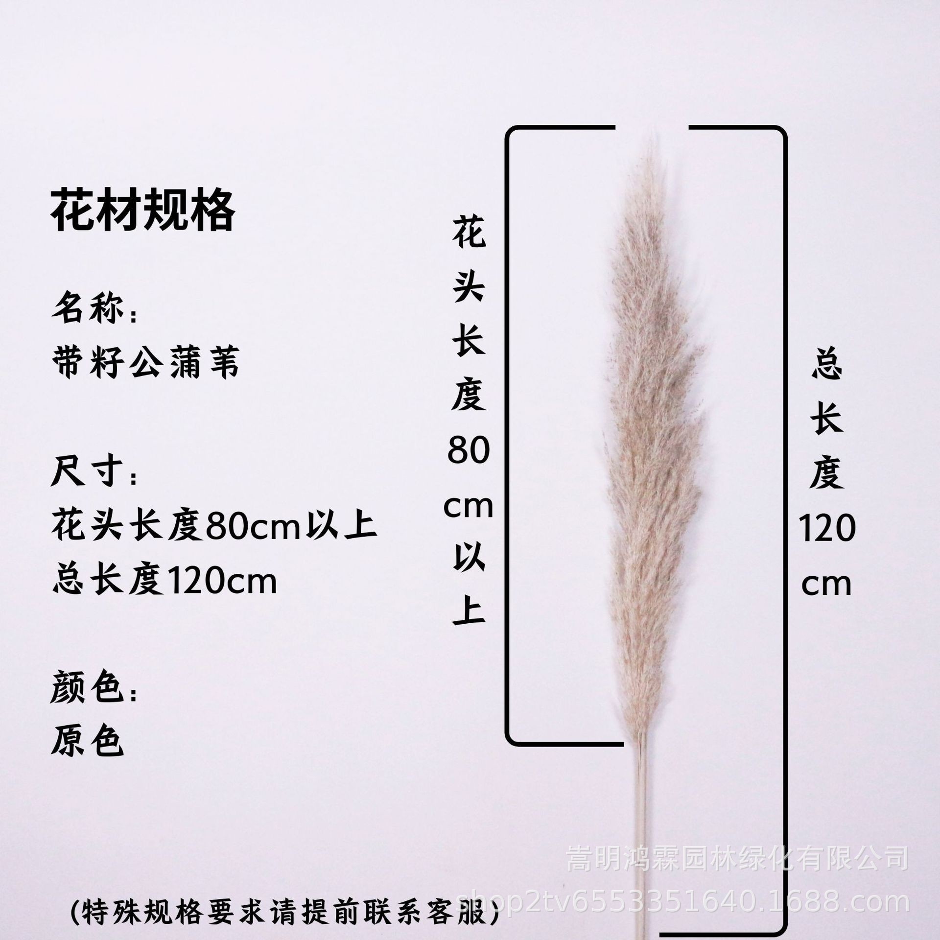 원래 색상의 꽃 머리 80cm 이상