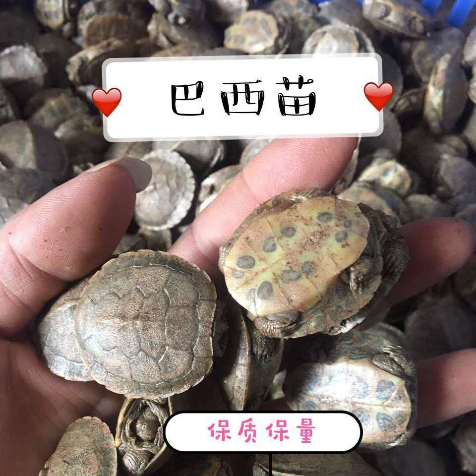 小乌龟活物巴西龟情侣黄金龟观赏宠物乌龟批发包邮