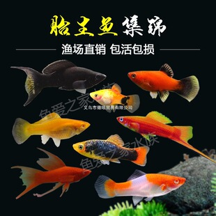 ̥���~�����~���y��Ƥ��Ꭷ�^�p�~�¹��~С�͌����~�׻��w�t���~