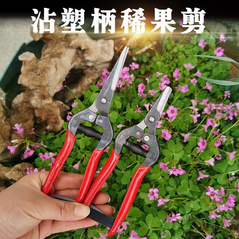 五金园林工具沾塑柄葡萄采果剪刀稀果剪子橘子蔬果园艺花枝修整剪