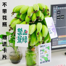 ��ֹ���Gˮ��С�׽��廨�Gֲ�㽶3��5��10���Q��Ԫ���lֱ�_����