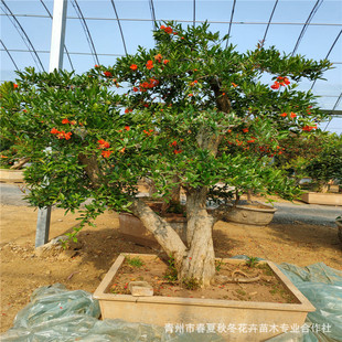 ����ʯ����辰 ɽ�|����ʯ������͸��NҎ���辰 �e�� ���^����