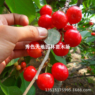 Sato Nishiki Cherry Saplings Are Cold-Resistant and Planted in the North and South. Dwarf Cherry Trees Grafted with Cherry Saplings Bear Fruit in the Same Year