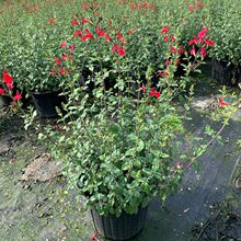 ������β��2�Ӂ�����  ��������ֲ��ɶ��@�־G�� ������ľ�ر�