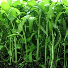 柳叶空心菜种籽四季播阳台农家田园春夏季大叶通心菜有机蔬菜种子