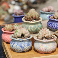 �¶���ֲ�ﻨ��ӡ�µ�̲�������Ⱥ����������������G׃���Դ���