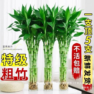 �S��ֱ�N���F��ˮ�B�͏d����ˮ��ֲ�����������~���F�����