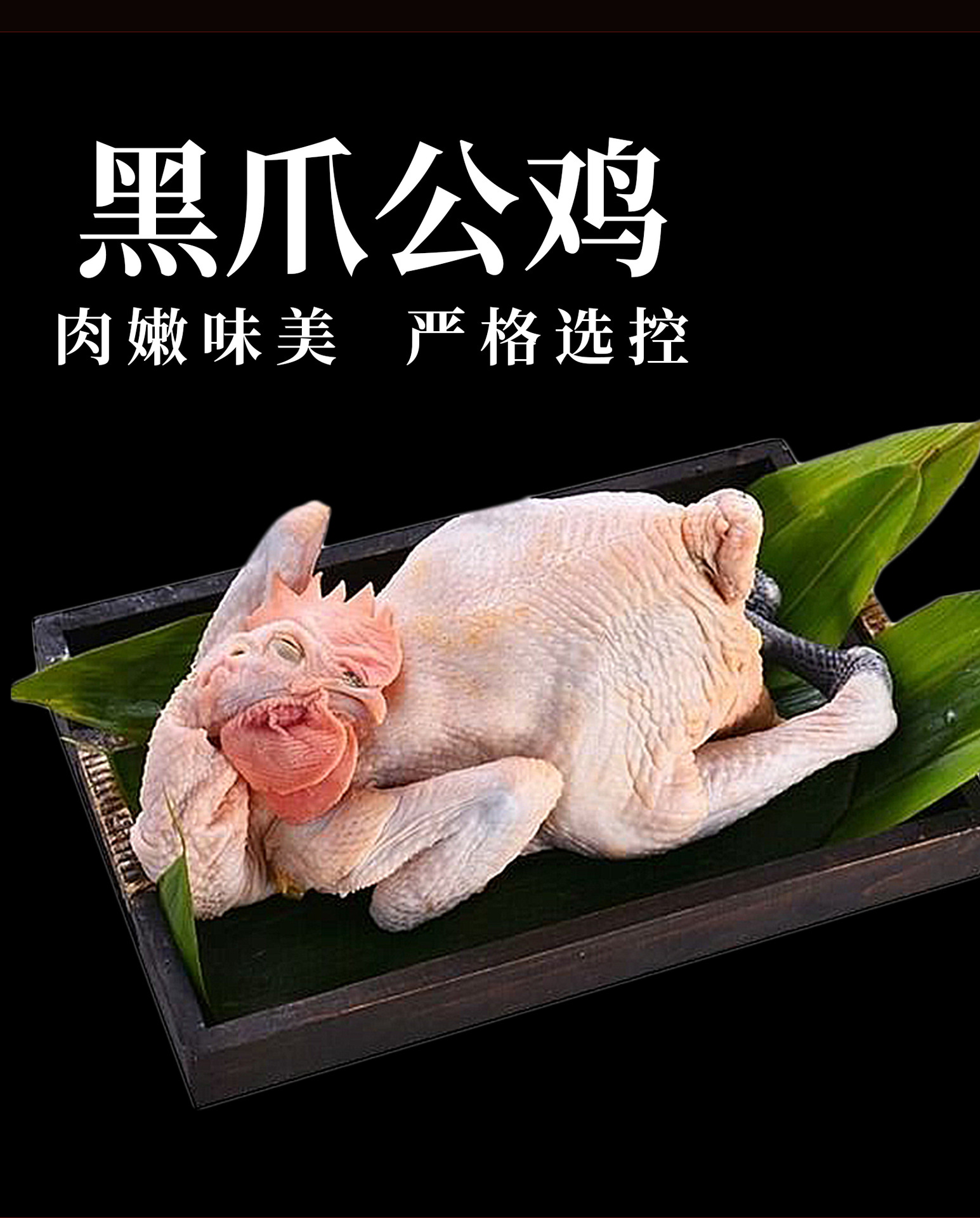 黑爪公鸡20220805_01