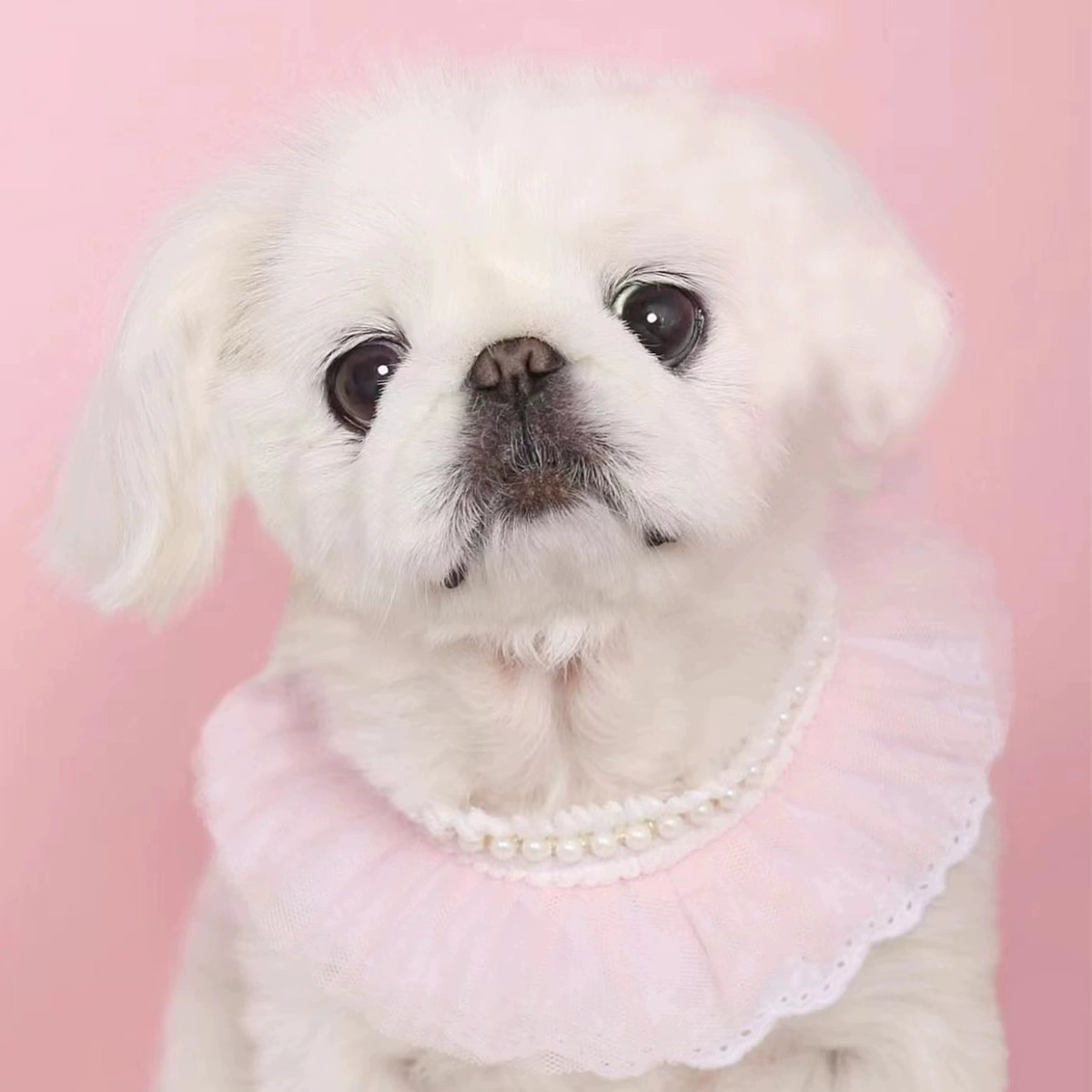 Ins Трансграничная Амазонка Креветки Домашнее Животное Сетка Марля Собака Кошка Шея Шарф Треугольный Шарф Лидер продаж