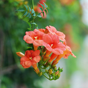 Lingxiao Flower Seedlings, Lingxiao Saplings, Climbing Vines, Climbing Plants, Beautifying and Greening Courtyard Climbing Vines, Wisteria Firecracker Flower Seedlings
