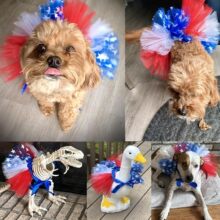 �羳���N�����������{�׼t����ȹ ؈؈���� �����b����Ʒ���N��